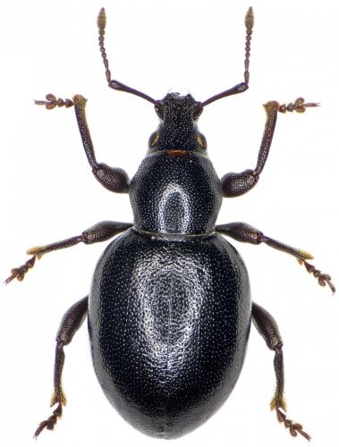 Otiorhynchus arcticus arcticus